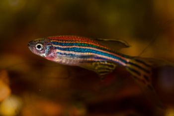 A zebrafish with shimmering scales in red, orange and blue, against an orange blurred background
