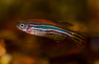 A zebrafish with shimmering scales in red, orange and blue, against an orange blurred background