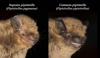 A side by side photo of bats against a black background captioned soprano pipistrelle and common pipistrelle