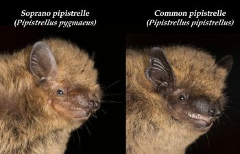 A side by side photo of bats against a black background captioned soprano pipistrelle and common pipistrelle