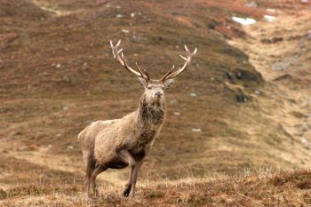 A red deer with huge antlers stands with one leg bent and lifted