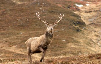 A red deer with huge antlers stands with one leg bent and lifted