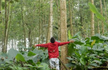 A young boy with his back to the camera stretches his arms up and out at the foot of a huge tree