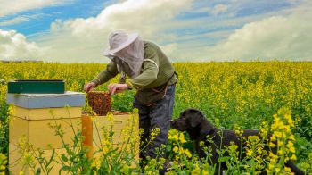 A beekeeper tending to a hive in a field of flowers, along with a dog