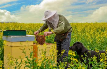 A beekeeper tending to a hive in a field of flowers, along with a dog