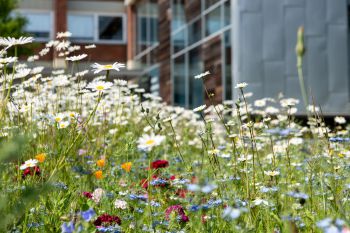 A close up of wildflowers growing on the University of Sussex campus