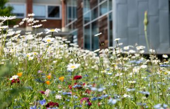 A close up of wildflowers growing on the University of Sussex campus