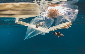 A tiny black-and-white sargasso fish caught by a plastic bag while swimming in the ocean