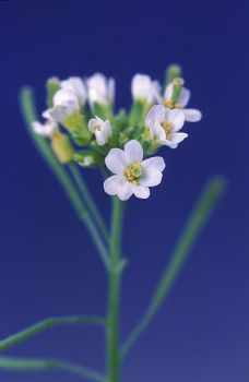 Arabidopsis thaliana flower