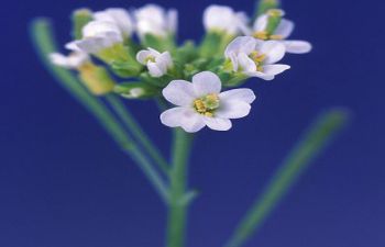 Arabidopsis thaliana flower