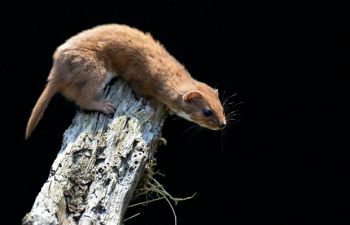 An red coloured weasel clings to a branch and leans down, against a black background