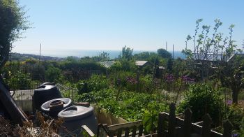 Whitehawk allotment in Brighton, UK
