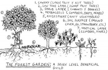 A sketch of the types of plants that make up the 4 levels of a Forest Food Garden
