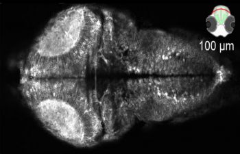 A half-pipe curved two-photon whole brain scan of larvae zebrafish
