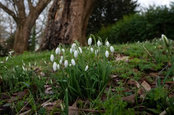 Snowdrops