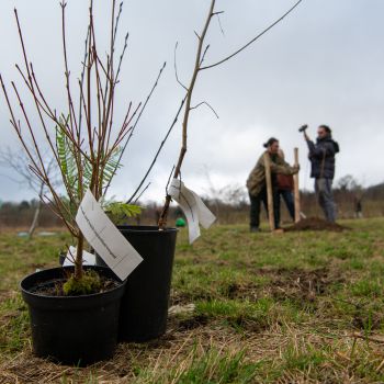 Young trees in pots in foreground with a student and volunteer visible in distance preparing the ground for planting