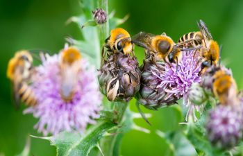 Three ivy bees gather on a purple thistle flower head, with more bees and thistles unfocused in the background.