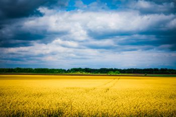 Blue sky and yellow cornfield