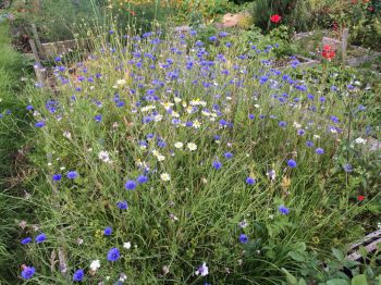 Sprawling blue and white wildflowers in a 4m squared plot