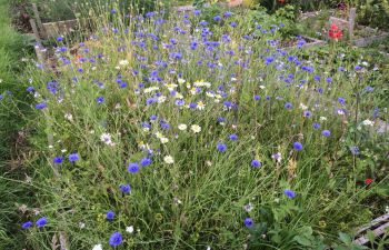 Sprawling blue and white wildflowers in a 4m squared plot