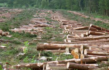 Image of a scene of destruction in a rainforest