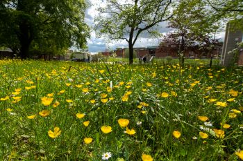 A close-up of a lawn of buttercups on University of Sussex campus with trees in the background