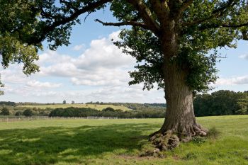 South Downs landscape of green fields and tree