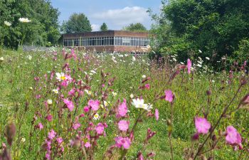 A sward of purple flowers in green grass is in the foreground, with the IDS building in the background