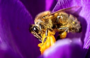 One of our campus pollinators