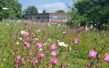 Field of wildflowers overlooking a university building in the background