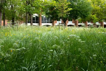 A close up taken in the long grass on the University of Sussex campus with its distinctive red bricked buildings in the background