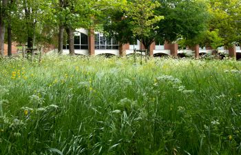 A close up taken in the long grass on the University of Sussex campus with its distinctive red bricked buildings in the background