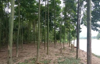 Fieldwork photo of a reforestation plantation in Peru