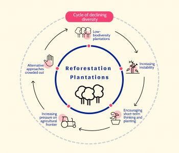 Infographic on ‘reforestation plantations’ approach