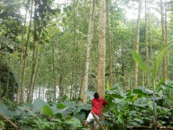 A young person hugging a tree and standing in a forest