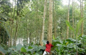 A young person hugging a tree and standing in a forest