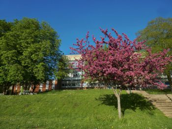 Pevensey II outside in Spring