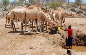 A person standing in the desert providing a a herd of dromedary camels with drinking water