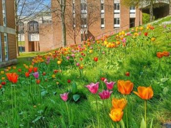 Campus in May