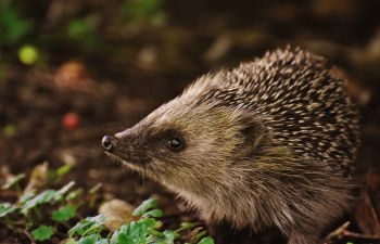 A hedgehog against a unfocused background of shrubbery and dark brown leaves