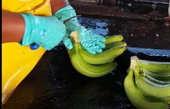 A person employed at a banana packing plant is cleaning and distributing bunches of bananas