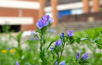 Purple flower blossoming on campus