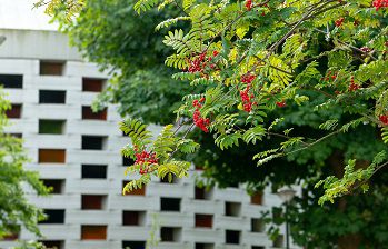 Meeting House with trees in foreground