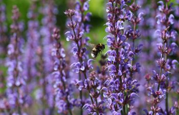 A close up of a bumblebee on wild clary, which is purple in colour