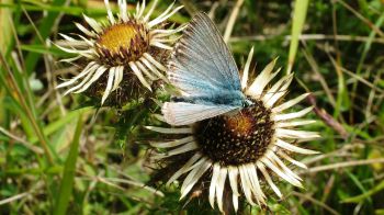 A bold blue butterfly sits on Carline thistle
