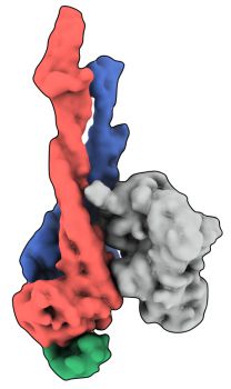 Molecular surface representation for the ‘head-end’ of the Smc5/6 complex in its unliganded or ‘apo’ form