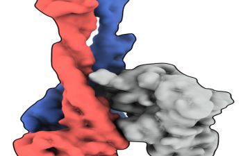 Molecular surface representation for the ‘head-end’ of the Smc5/6 complex in its unliganded or ‘apo’ form