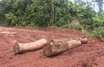 A pile of cut timber logs pictured lying on the ground of a rainforest