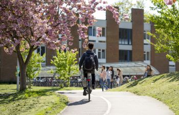 Cyclist riding up the a bike lane past a cherry tree on a sunny day, towards Arts B and Jubilee