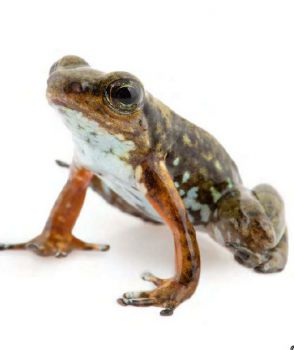 An image of a critically endangered frog species of Ecuador's Intag Valley